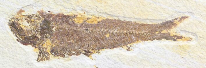 Bargain Knightia Fossil Fish - Wyoming #41067